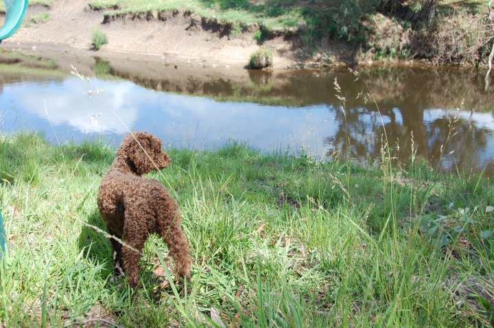 Poppy keeping an eye out for platypus.